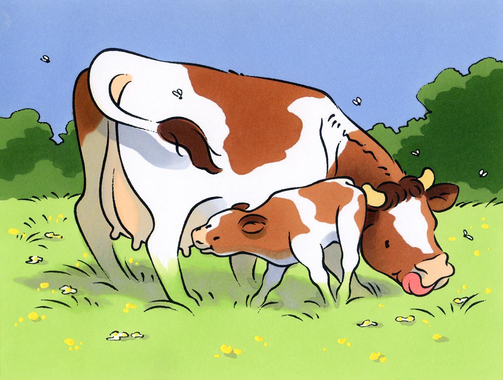 lustration jeunesse-Les animaux de la ferme-Vache et veau
