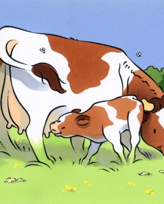 illustration jeunesse-puzzle-vache et son petit veau