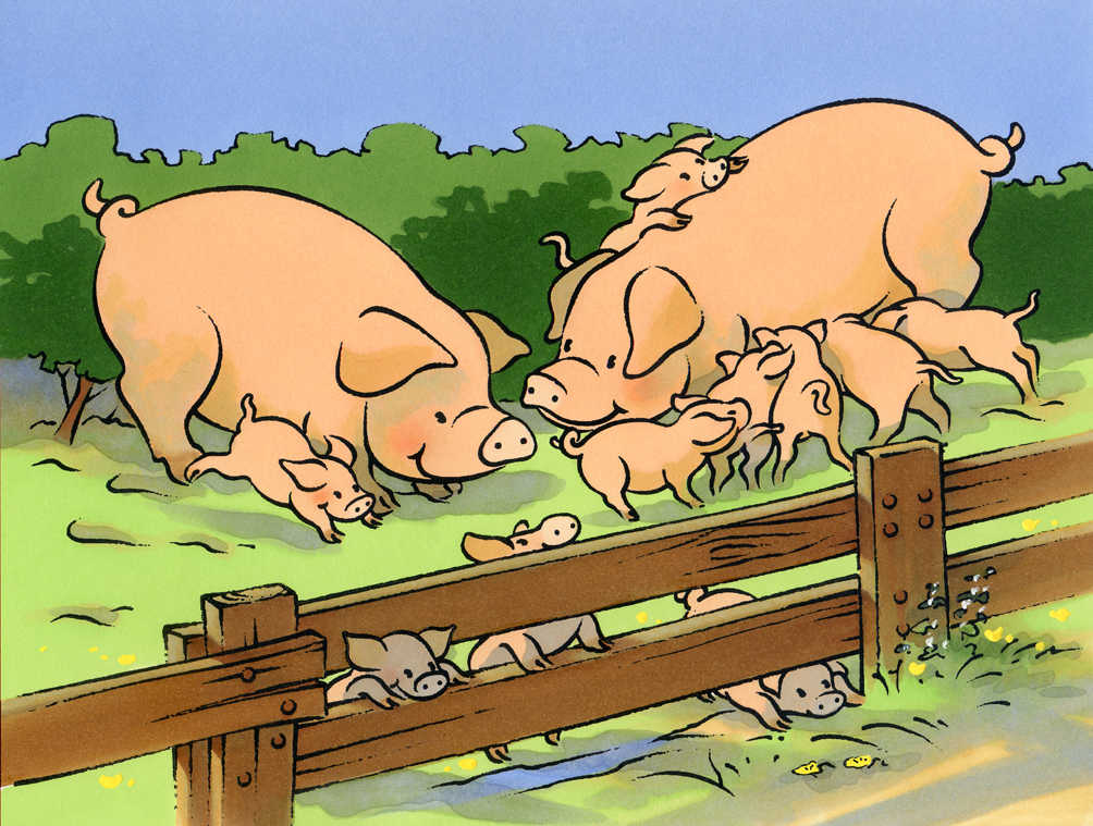 Illustration jeunesse-les animaux de la ferme-Cochons et cochonnets
